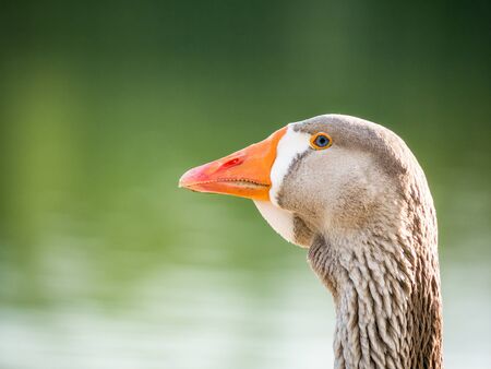 Close up with a Goose bird. Portrait of a Ãland goose.の写真素材