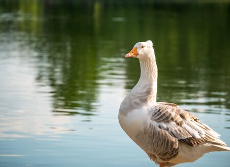 Close up with a Goose bird. Portrait of a white goose.の写真素材
