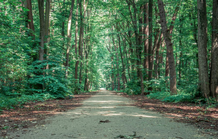 Empty road or path in Baneasa forest, near Bucharest. lonely walkway through the woods.