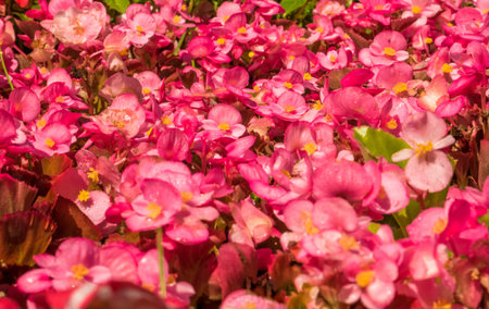 Field with many Begonia cucullata or wax begonia flowers.の写真素材