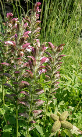 Acanthus hungaricus( bear's breech) or balcanicus high flowerplant with green gras in the background..の写真素材