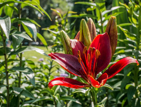 Close up with a red lily flower head on blurred background.の写真素材