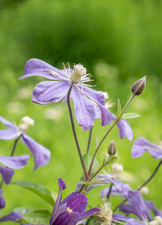 Purple flower clematis arabella with green blurred background.の写真素材