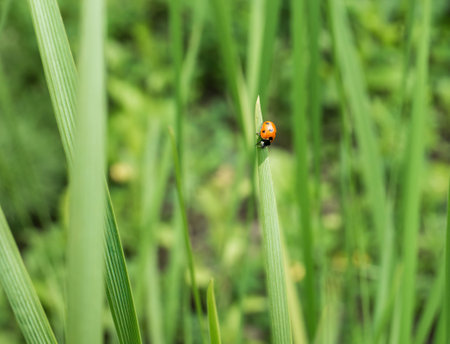 Coccinella septempunctata or the seven-spot ladybird on a green blade of grass.