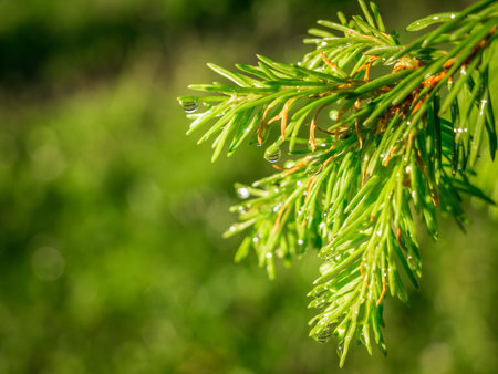 Rain drops on green pine needles with green background.