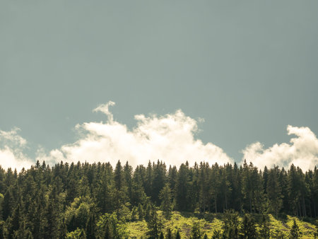 Pine tree forest in the Carpathian mountains with white clouds and clear sky.の写真素材