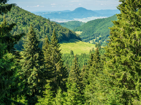 Landscape scenery in the Bucegi Mountains, part of the Carpathian Mountains. Pine tree forest in the...