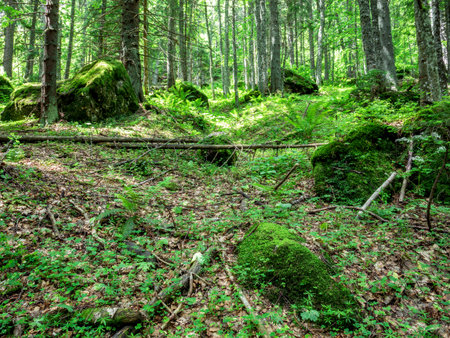 Forest scenery landscape in the Carpathian Mountains. in Romania.