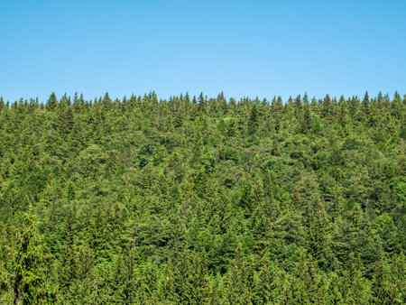 Pine tree forest in the Carpathian mountains against bright blue sky.