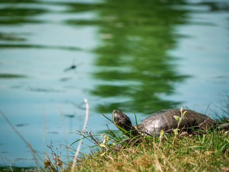 The European pond turtle (Emys orbicularis) sitting on the grass at the edge of a lake. in a park.