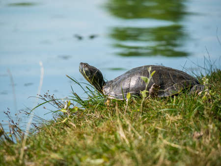 The European pond turtle (Emys orbicularis) sitting on the grass at the edge of a lake. in a park.の写真素材
