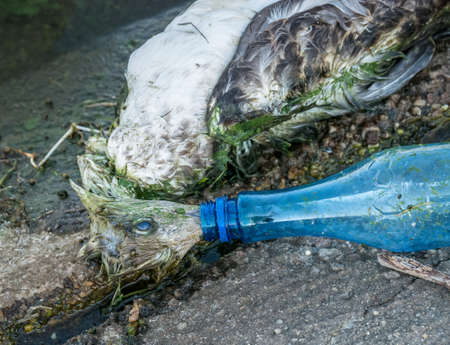 A dead seagull or bird at the edge of water with the beak in a plastic bottle. Plastic pollution concept.の写真素材