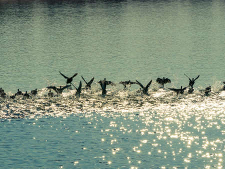 A flock of American Coot water birds flapping their wings at the surface of the water.の写真素材