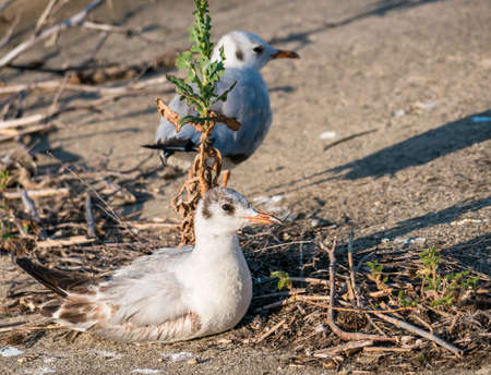 Tired young gull sitting down and restingの写真素材