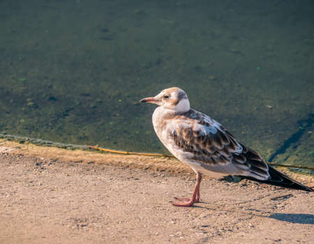 Tired young gull sitting at the edge of the water.の写真素材