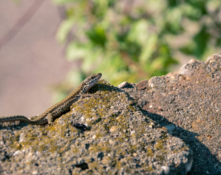 The sand lizard also known as Lacerta agilis sitting on a rock. Close up with a lizard on blurred background.の写真素材