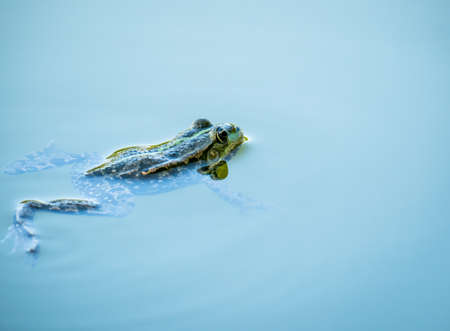 A common water frog or the edible frog swimming in the blue waterの写真素材