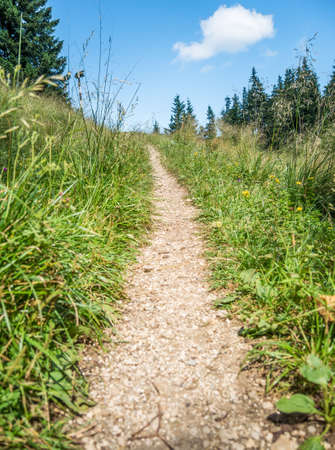Foot path or nature trail in the woods with green grass on both sides and a bright blue sky.の写真素材