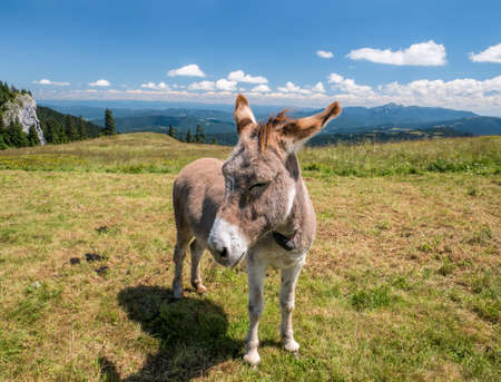 Portrait detail with a cute donkey in the mountains of Romania. Donkey in Piatra Mare (Big Rock) mountainsの写真素材