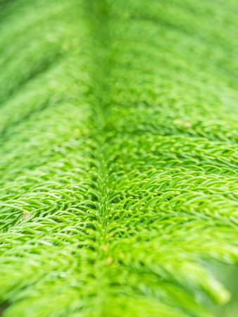 Texture background with the foliage of Araucaria heterophylla or norfolk pine plant.