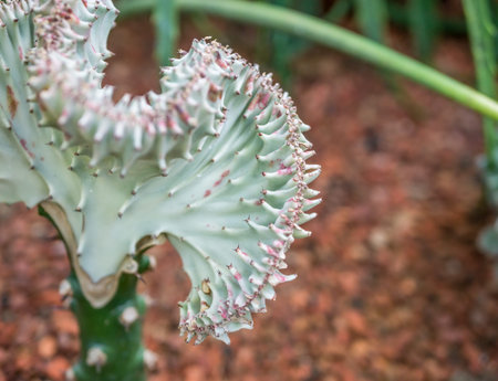 Close up with ,Close up Euphorbia Lactea Cristata flower. Selective focus