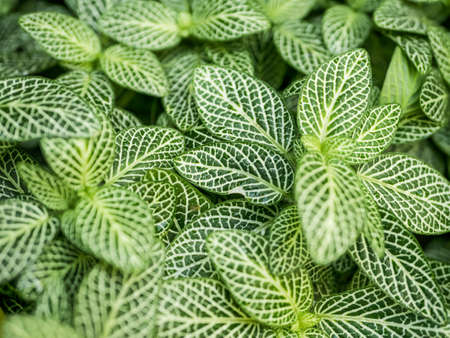 Green with white-veined leaves texture background. Green foliage of the Fittonia (nerve plant). Selective focus.の写真素材