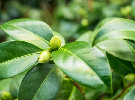 Camellia japonica green flower buds and leavesの写真素材