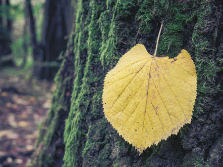 Single isolated yellow leaf on a tree bark covered with green moss.の写真素材