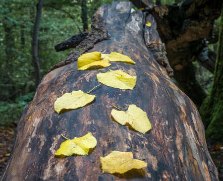 Yellow leaves on a fallen tree trunk in the woods. Autumn landscape.の写真素材