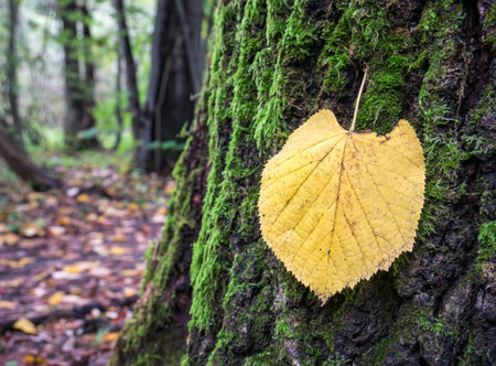 Autumn yellow leaf on a tree trunk in the forest. Selective focus.の写真素材