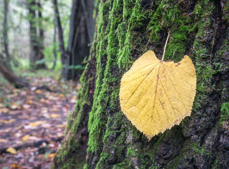 Single isolated yellow leaf on a tree bark covered with green moss.の写真素材
