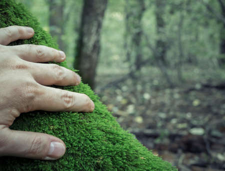 A man's hand touching the green moss in the forest.の写真素材