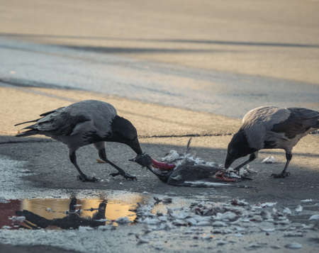 Two hooded crows feasting from a feral pigeon.の写真素材