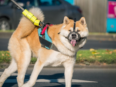 Japanese akita dog with a muzzle (mouth guard) and leash walking in the park.