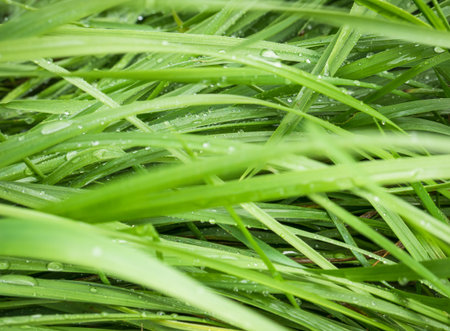Fresh morning dew on green grass.