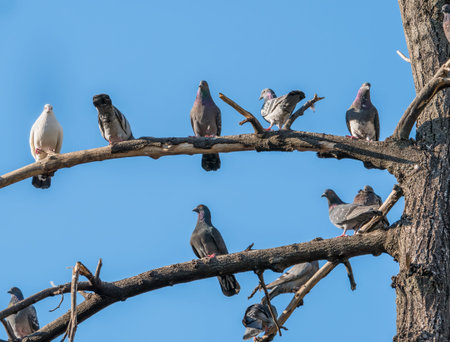 Many feral pigeons sitting on the branches of a treeの写真素材