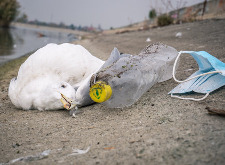 A dead seagull or bird at the edge of the water next to plastic bottles (PET)and a face mask.. Plastic pollution concept.の写真素材