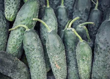 Fresh organic Cucumber (Cucumis sativus) on display at the market. Freshly picked vegetables.の写真素材