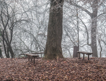 Misty morning end of autumn landscape.Two benches near a tree trunk in the forest.の写真素材