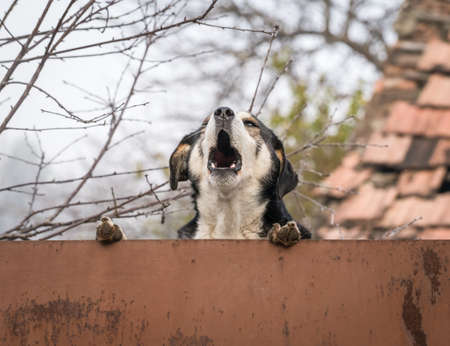 Stray dog barking over the rusted fence, in Romaniaの写真素材
