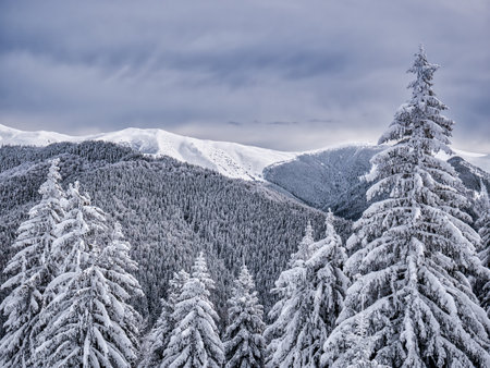 Winter landscape with pine trees covered with fresh white snow. Carpathian Mountains in Romaniaの写真素材