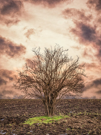 Lonely leafless bare tree on the field at sunset or sunrise