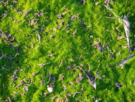 Fresh green moss on the ground. Moss texture background.