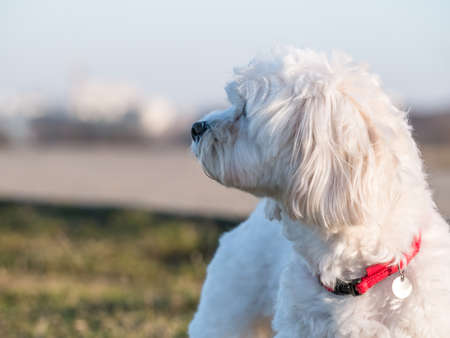 Detail portrait with a cute small Maltese or Bichon puppy dog looking at the cameraの写真素材