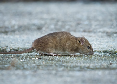 Brown rat (Rattus norvegicus) on the sidewalk, in the city looking for food.