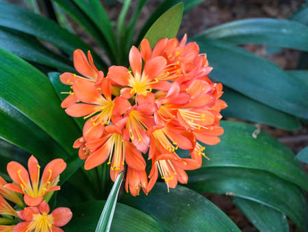 Orange Clivia miniata, the Natal lily or bush lily flower plant. Orange flower blooming.の写真素材