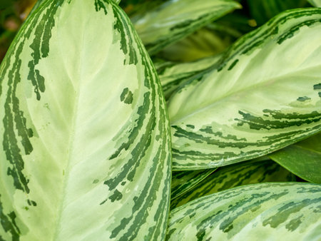 Close up with a leaf of Aglaonema spp evergreen ornamental perennial plantの写真素材