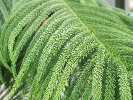 Texture background with the foliage of Araucaria heterophylla or norfolk pine plant. Close up.の写真素材