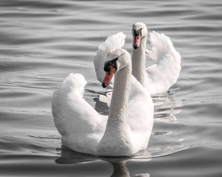 Two graceful white swans (Cygnus olor) swimming on a lake or seaの写真素材