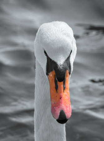 Close up portrait with the head of a white swan (Cygnus olor).の写真素材